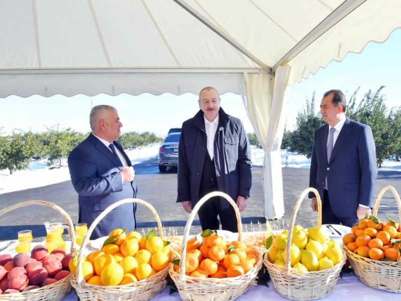 President Ilham Aliyev`s trip to Lankaran district. Examining “Lenk Fruit” LLC`s citrus orchard conditions