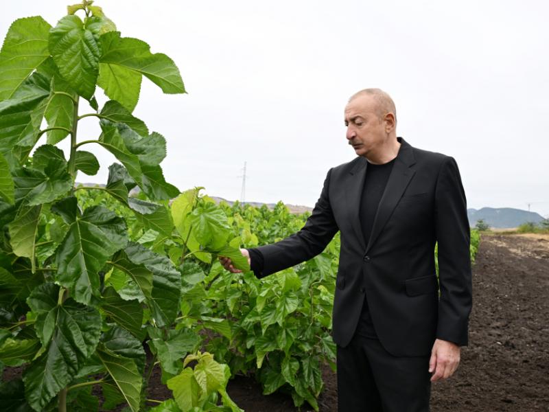 President Ilham Aliyev inspected work at mulberry orchard in Dashbulag village of Khojaly